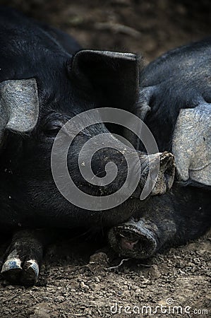 Sleeping Pigs Stock Photo