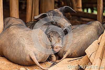 Sleeping pigs Stock Photo