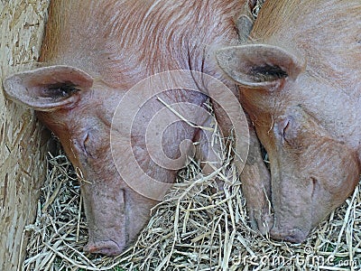 Sleeping pigs Stock Photo