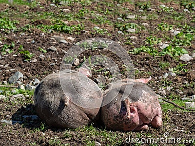 Sleeping pigs on a mountain pasture Stock Photo