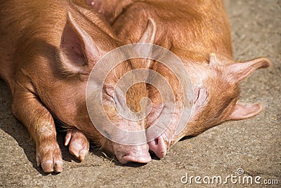 Sleeping pigs Stock Photo