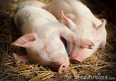 Sleeping Pigs Stock Photo