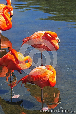 Sleeping Pink flamingo in water Stock Photo