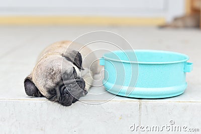 Sleeping Pug Stock Photo
