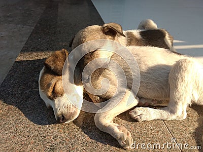 Sleeping puppies love Stock Photo