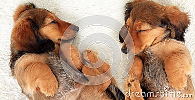 Sleeping puppies Stock Photo