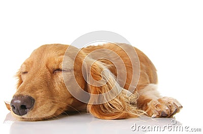 Sleeping puppy Stock Photo