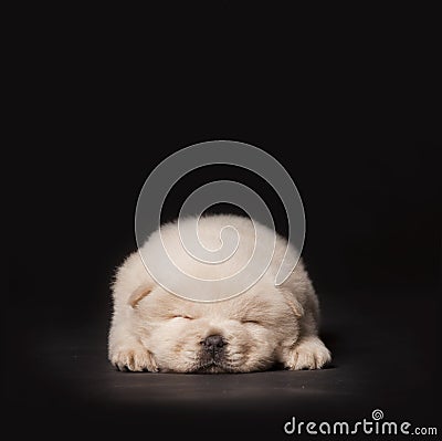 Sleeping puppy Stock Photo