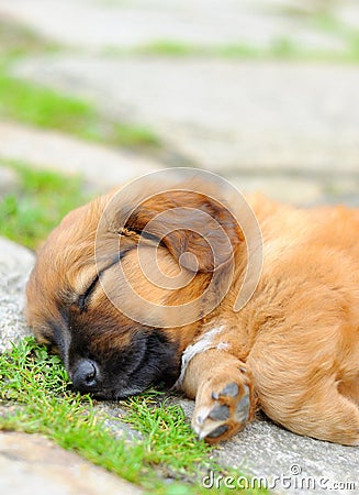 Sleeping puppy Stock Photo