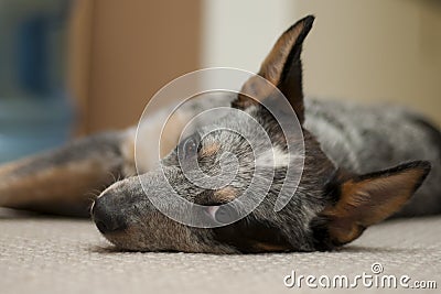 Sleeping Puppy Stock Photo