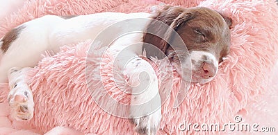 Sleeping puppy dog on pink bed Stock Photo