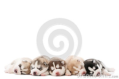 Sleeping puppy of Siberian husky Stock Photo