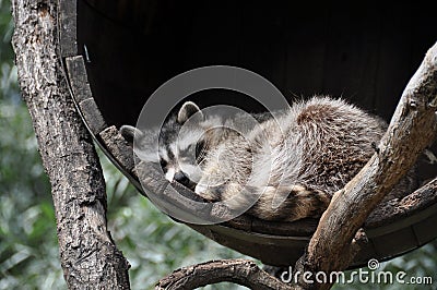 Sleeping racoon dog in tun Stock Photo