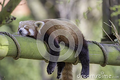 Sleeping Red Panda. Funny cute animal image. Stock Photo