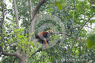 Sleeping red panda - little panda - in Chengdu Stock Photo