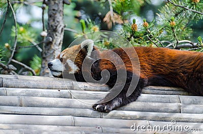 Sleeping Red Panda Stock Photo