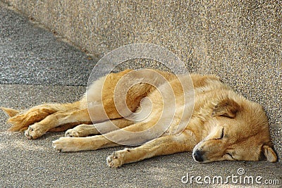 dog on the street against the wall Stock Photo