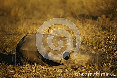 Sleeping Rhino Calf and Ox Pecker Stock Photo