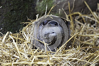 Sleeping River Otter Stock Photo