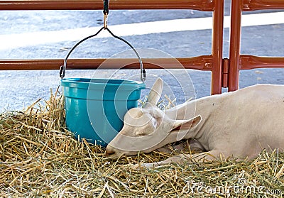 Sleeping Sannen Alpine Dairy Goat Stock Photo