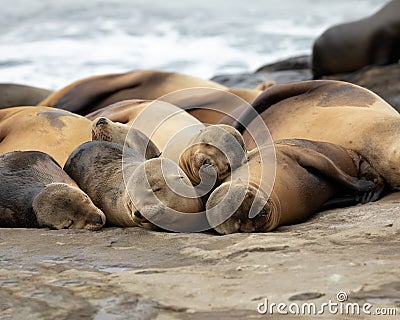 Sea Lions sleeping on the beach Stock Photo