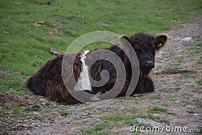 Sleeping Shaggy Calf in North Yorkshire England Editorial Stock Photo