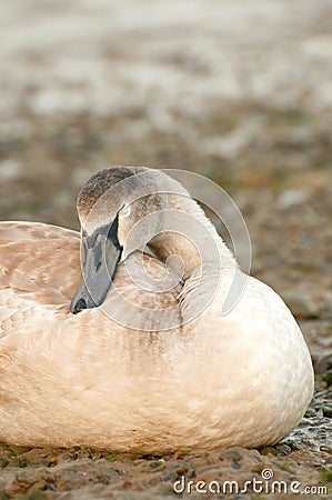 Sleeping signet Stock Photo