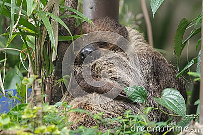 Sleeping sloth Stock Photo