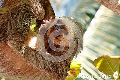 Sleeping sloth Stock Photo