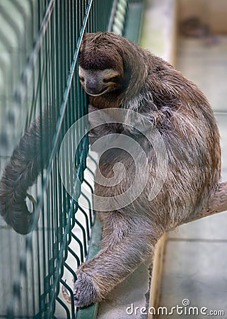 Sleeping sloth at Sloth Sanctuary Stock Photo