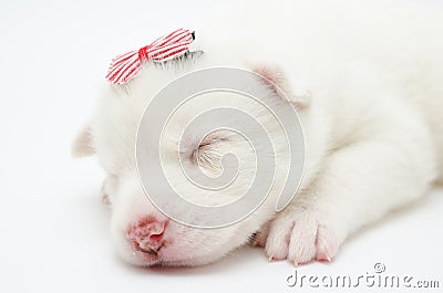Husky puppy Stock Photo