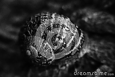 Sleeping Snail Stock Photo