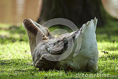 A sleeping swan goose with its beak inserted into brown and white feathers. Stock Photo