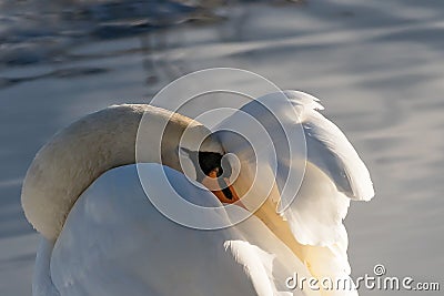 Sleeping Swan. Resting after the flight Stock Photo