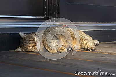 Sleeping tabby cat in front of the house Stock Photo