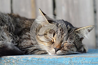 Sleeping tabby cat. Peaceful deep sleep. Rural gray cat sleeping near the fence. Stock Photo