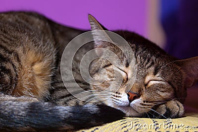 Sleeping tabby cat Stock Photo