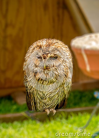 Sleeping Tawny Owl Stock Photo