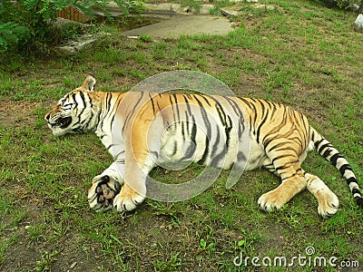 Sleeping tiger Stock Photo