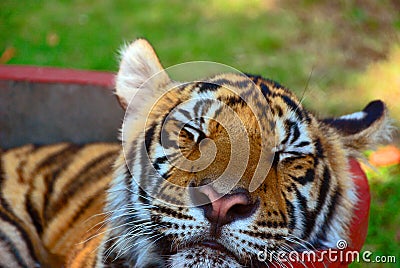 Sleeping tiger. Stock Photo