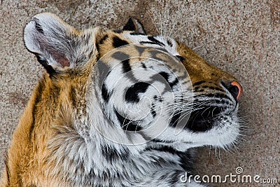 Sleeping tiger Stock Photo