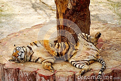 Sleeping tiger Stock Photo