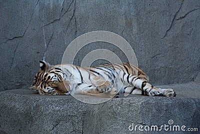 Sleeping tiger Stock Photo