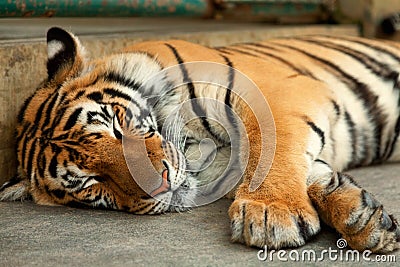 Sleeping Tiger Stock Photo