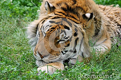 Sleeping Tiger in Grass Stock Photo