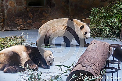 Sleeping and walking Pandas at Wolong Nature Reserve, Chengdu, Sichuan Provence, China endangered species and protected. Stock Photo