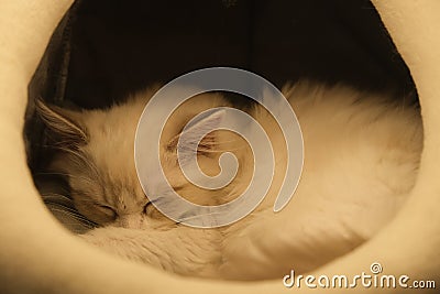 Sleeping white ragdoll cat in cat house Stock Photo