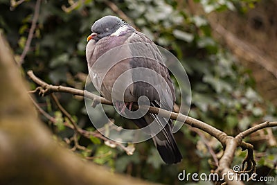 Sleeping Wood Pigeon Stock Photo