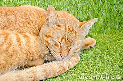 Sleeping yellow cat Stock Photo