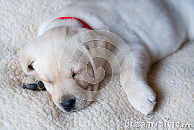 Sleeping Yellow Labrador Puppy Stock Photo